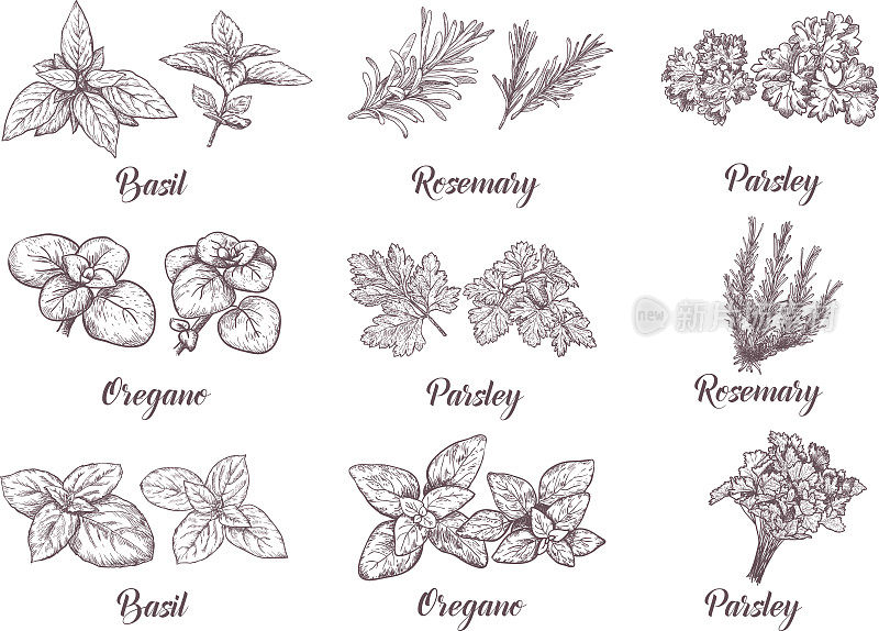 Herbs and spices set. Engraving illustrations for tags.